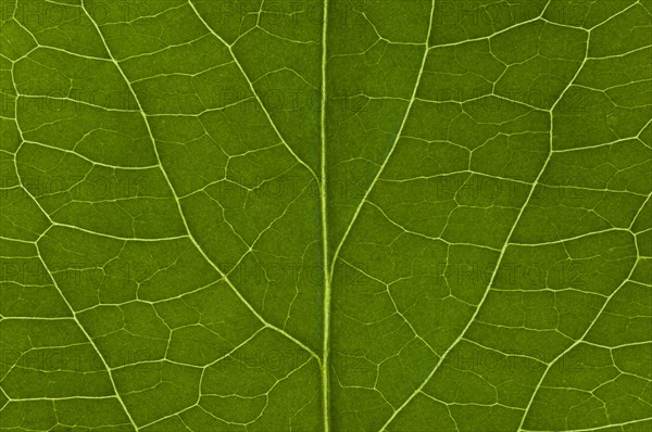 Leaf structure of the Black Elderberry (Sambucus nigra)