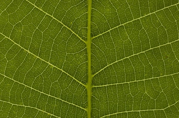 Leaf structure of the Persian Walnut or Common Walnut (Juglans regia)