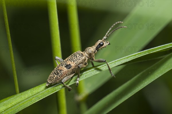 Blackspotted Pliers Support Beetle (Rhagium mordax)