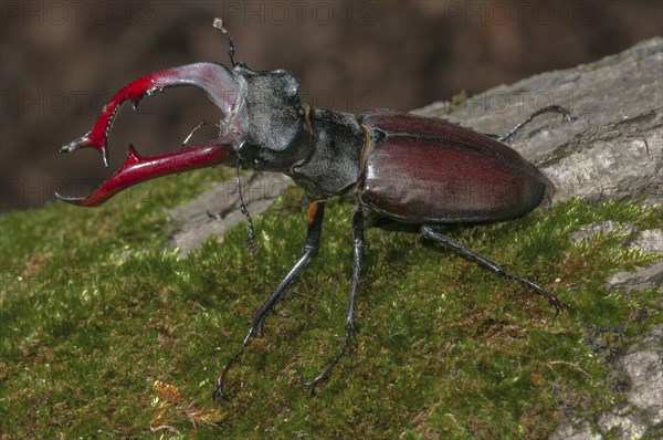 Stag Beetle (Lucanus cervus)