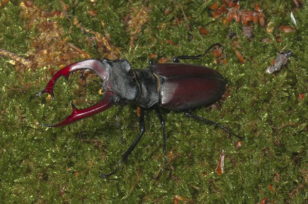 Stag Beetle (Lucanus cervus)