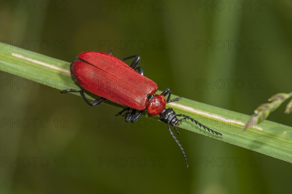 Cardinal Beetle (Pyrochroa coccinea)