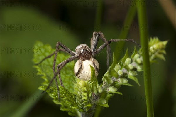 Nursery web spider species (Pisaura mirabilis) with her egg sac