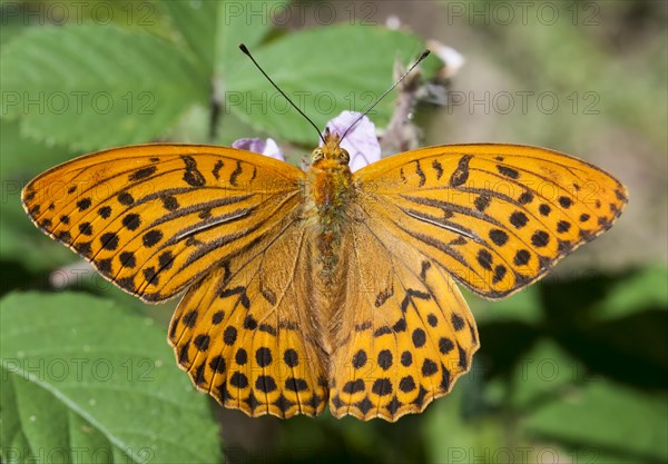 Silver-washed Fritillary (Argynnis paphia) on a bramble flower