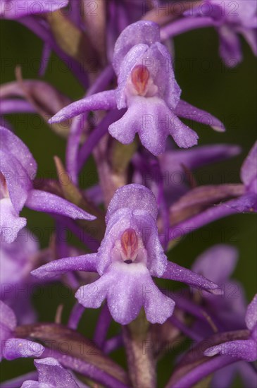 Fragrant Orchid (Gymnadenia conopsea)