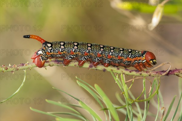 Spurge Hawk-moth (Hyles euphorbiae)