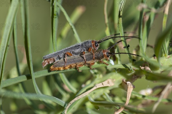 Red-headed Leafy Spurge Stem Borer (Oberea erythrocephala)