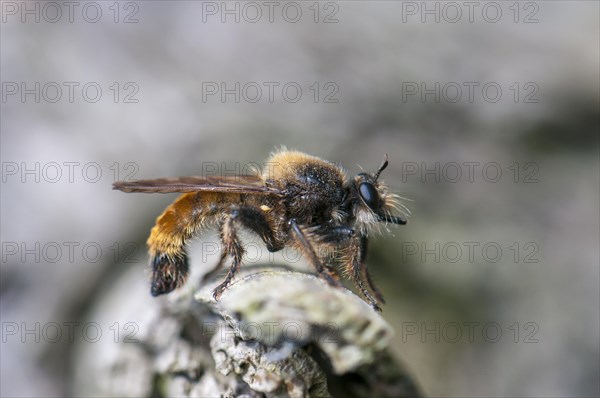 Laphria flava (Laphria flava)