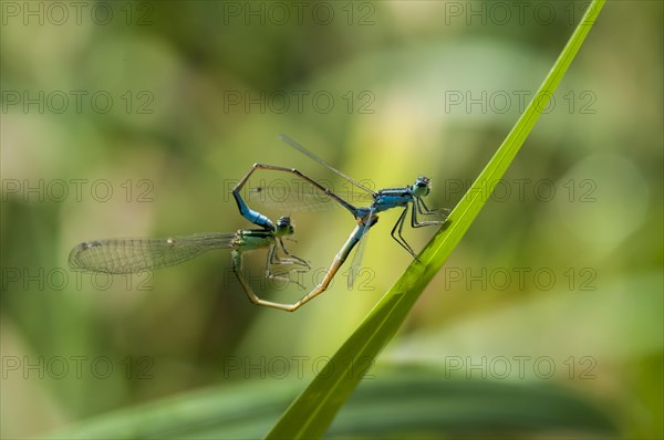 Blue-tailed Damselfly (Ischnura elegans) pair mating