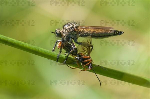 Golden-tabbed Robber-fly (Eutolmus rufibarbis) with caught insect