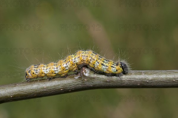 Buff-tip (phalera bucephala)