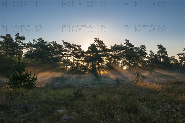 Early morning mood over moorland