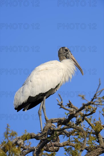 Wood Stork (Mycteria americana)