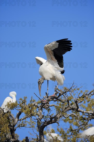 Wood Stork (Mycteria americana)