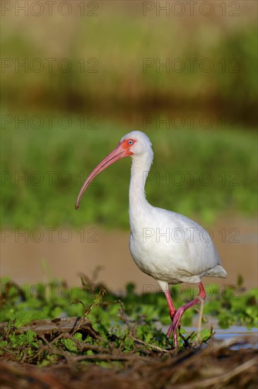 American White Ibis (Eudocimus albus)