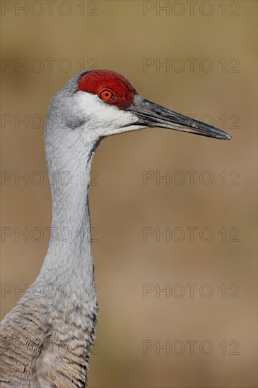 Florida Sandhill Crane (Grus canadensis pratensis)