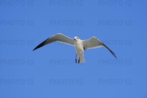 Laughing Gull (Larus atricilla) in winter plumage