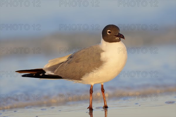 Laughing Gull (Larus atricilla) on the beach