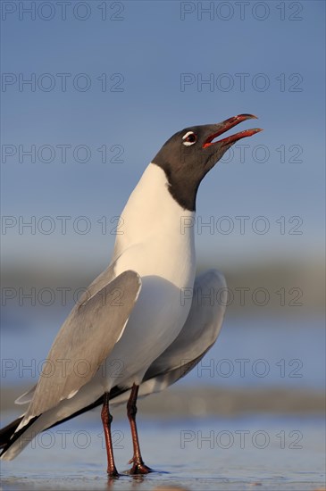 Laughing Gull (Larus atricilla) calling on the beach