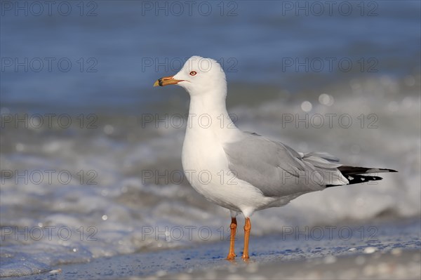 Ring-billed Gull (Larus delawarensis) on the beach