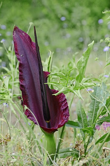 Dragon Arum (Dracunculus vulgaris) flower