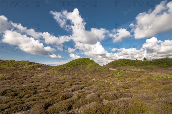 Heathland with typical sea clouds