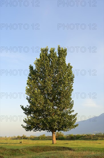 Black Poplar (Populus nigra)