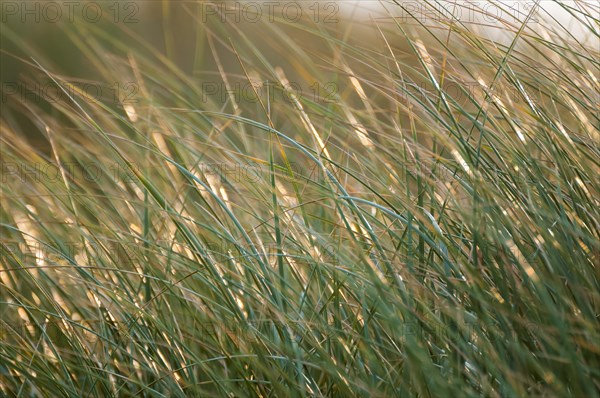 Beach Grass (Ammophila)