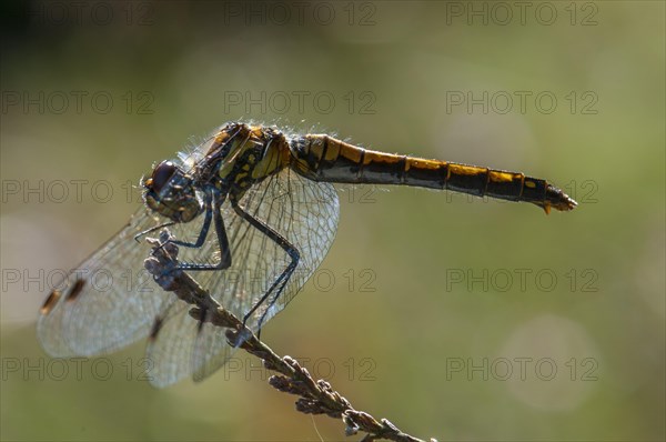 Black Darter or Black Meadowhawk (Sympetrum danae)