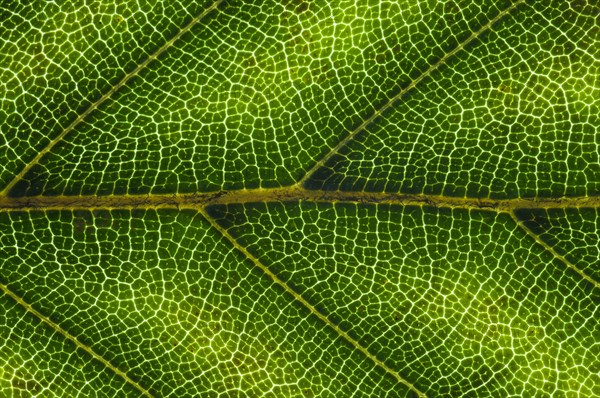 Common Beech or European Beech (Fagus sylvatica) leaf structure in transmitted light