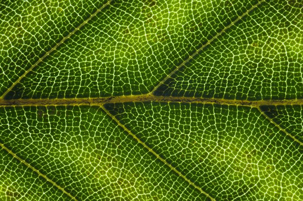 Common Beech or European Beech (Fagus sylvatica) leaf structure in transmitted light