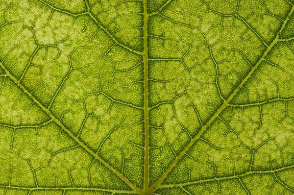 Maple (Acer sp.) leaf structure in transmitted light