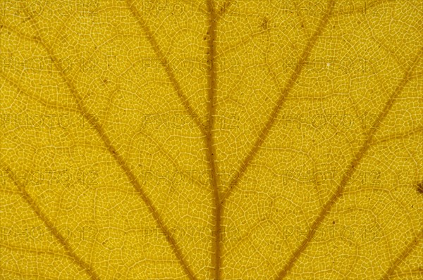 Silver Birch (Betula pendula) leaf structure in transmitted light