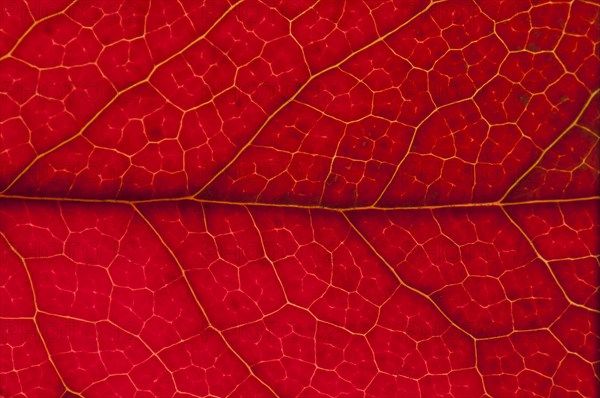 Holly (Ilex aquifolium) leaf structure in transmitted light