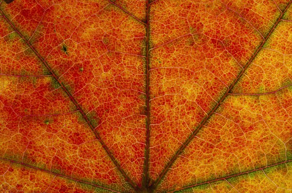Maple (Acer sp.) leaf structure in transmitted light