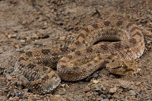 Horned viper (Cerastes cerastes)