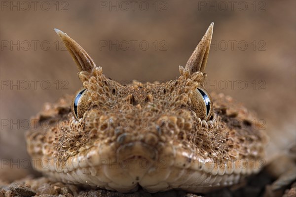 Horned viper (Cerastes cerastes)