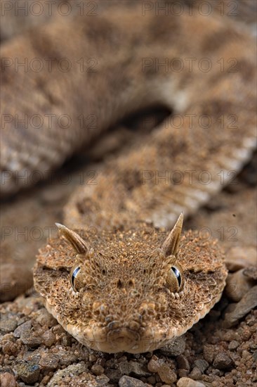 Horned viper (Cerastes cerastes)