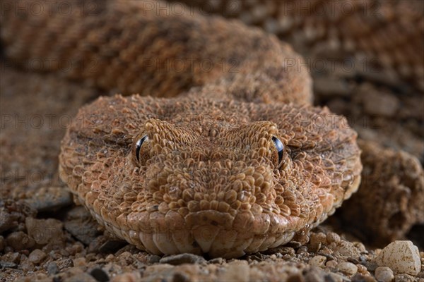 Horned viper (Cerastes cerastes)