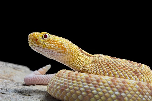 Hypomelanistic Northwestern neotropical rattlesnake (Crotalus culminatus)