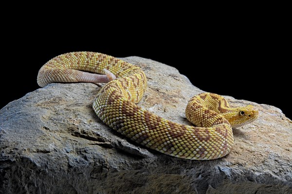 Hypomelanistic Northwestern neotropical rattlesnake (Crotalus culminatus)