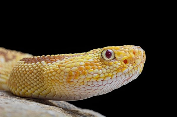 Hypomelanistic Northwestern neotropical rattlesnake (Crotalus culminatus)