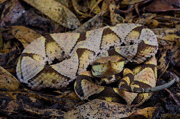 Sharp-nosed viper (Deinagkistrodon acutus)