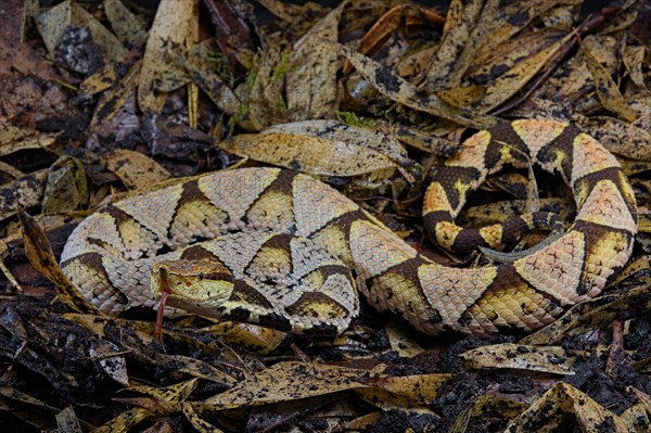 Sharp-nosed viper (Deinagkistrodon acutus)