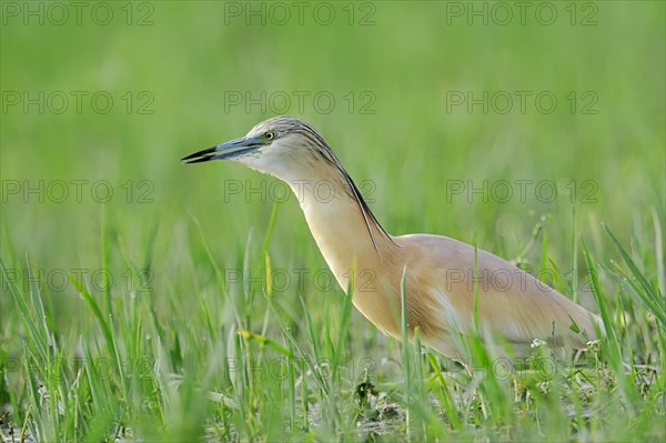 Squacco Heron (Ardeola ralloides)