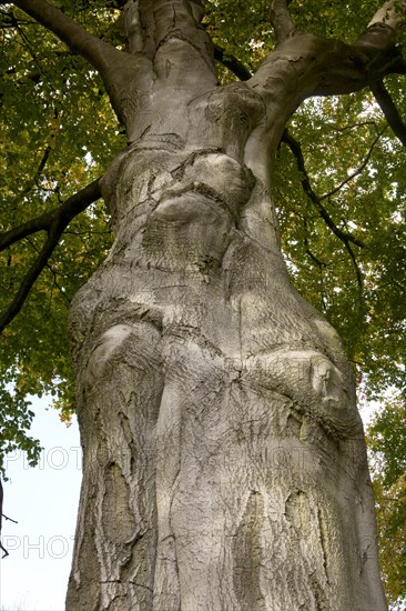 Beech Tree (Fagus sylvatica) in autumn