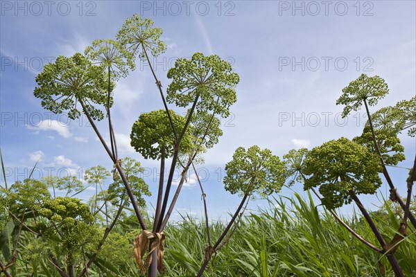 Garden Angelica