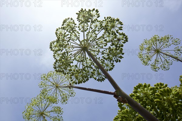 Garden Angelica