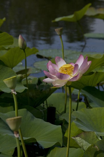 Flower of an Indian Lotus or Sacred Lotus (Nelumbo nucifera)