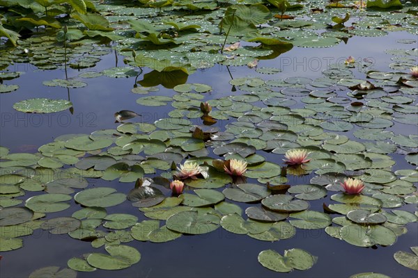 Leaves of the Indian Lotus or Sacred Lotus (Nelumbo nucifera) and Water Lilies (Nymphaea)